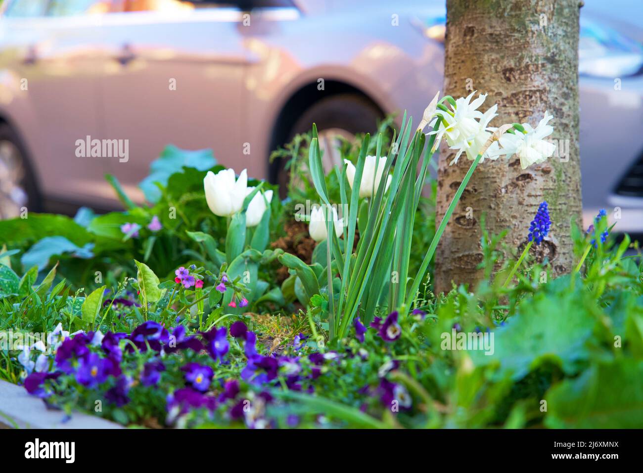 Piccoli giardini della città intorno ai piedi di un albero. Giardino del tronco dell'albero per conto dell'ambiente urbano e dell'adattamento di clima nella città di Groningen. Foto Stock