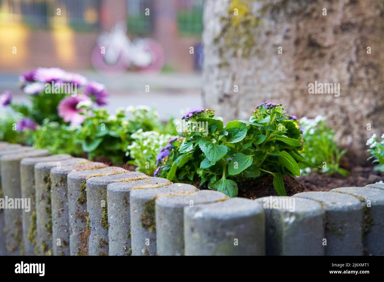 Piccoli giardini della città intorno ai piedi di un albero. Giardino del tronco dell'albero per conto dell'ambiente urbano e dell'adattamento di clima nella città di Groningen. Foto Stock