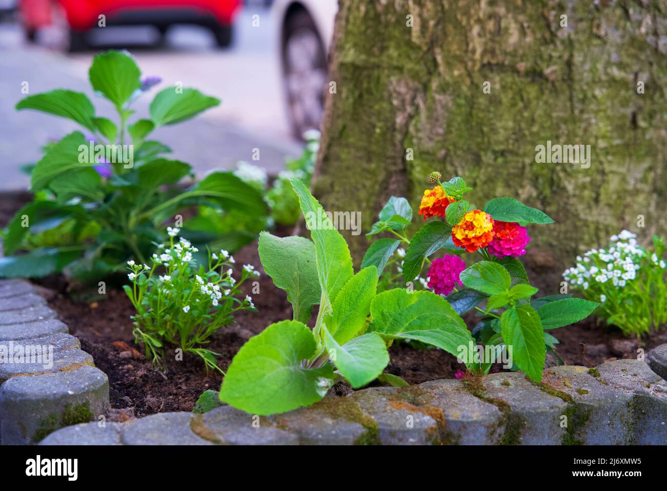 Piccoli giardini della città intorno ai piedi di un albero. Giardino del tronco dell'albero per conto dell'ambiente urbano e dell'adattamento di clima nella città di Groningen. Foto Stock