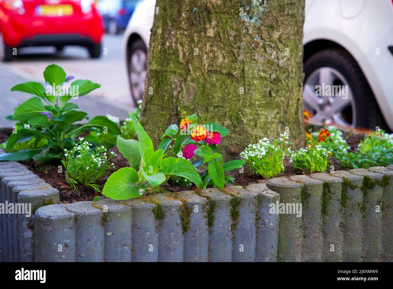 Piccoli giardini della città intorno ai piedi di un albero. Giardino del tronco dell'albero per conto dell'ambiente urbano e dell'adattamento di clima nella città di Groningen. Foto Stock