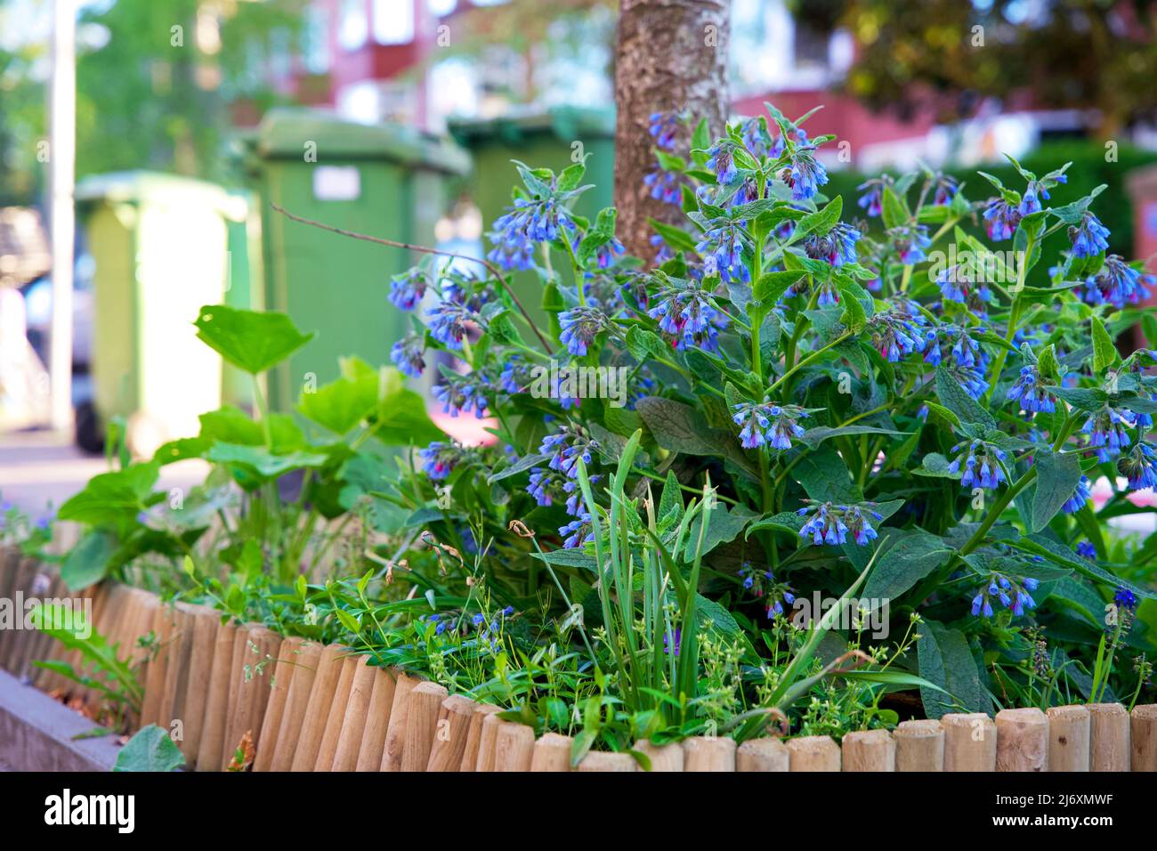 Piccoli giardini della città intorno ai piedi di un albero. Giardino del tronco dell'albero per conto dell'ambiente urbano e dell'adattamento di clima nella città di Groningen. Foto Stock