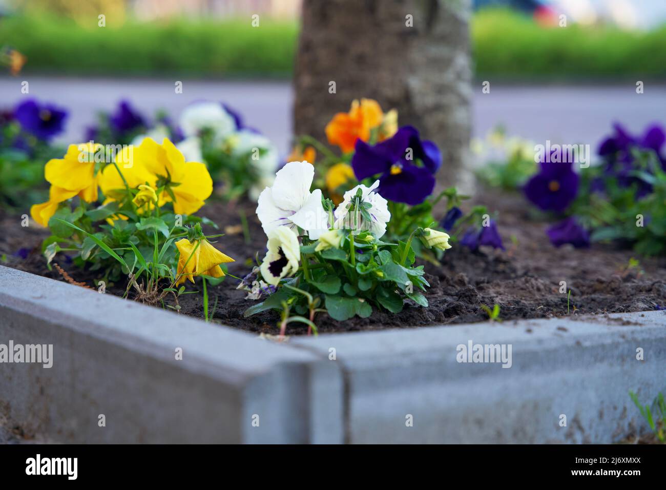Piccoli giardini della città intorno ai piedi di un albero. Giardino del tronco dell'albero per conto dell'ambiente urbano e dell'adattamento di clima nella città di Groningen. Foto Stock