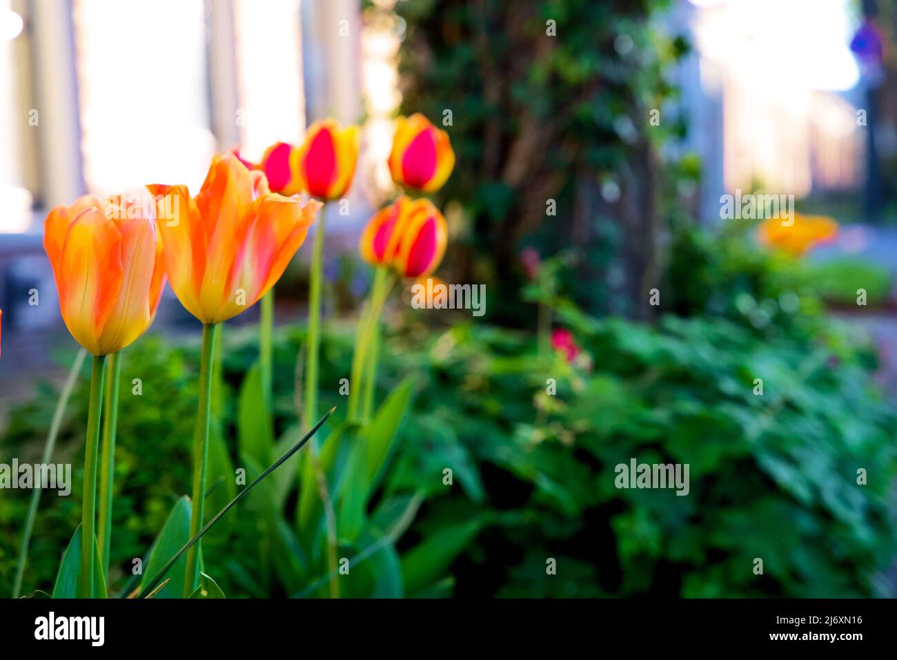 Piccoli giardini della città intorno ai piedi di un albero. Giardino del tronco dell'albero per conto dell'ambiente urbano e dell'adattamento di clima nella città di Groningen. Foto Stock