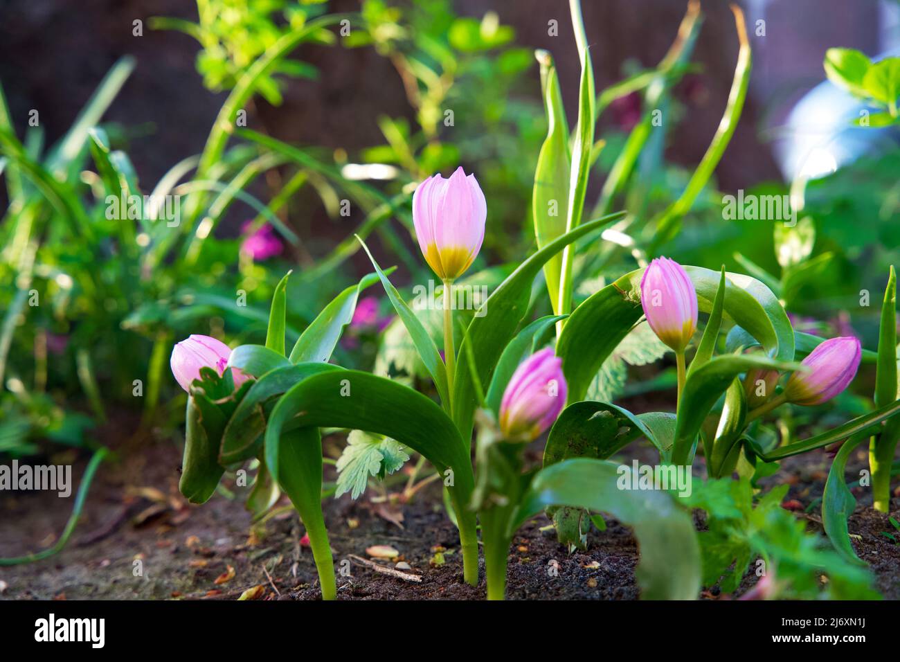Piccoli giardini della città intorno ai piedi di un albero. Giardino del tronco dell'albero per conto dell'ambiente urbano e dell'adattamento di clima nella città di Groningen. Foto Stock