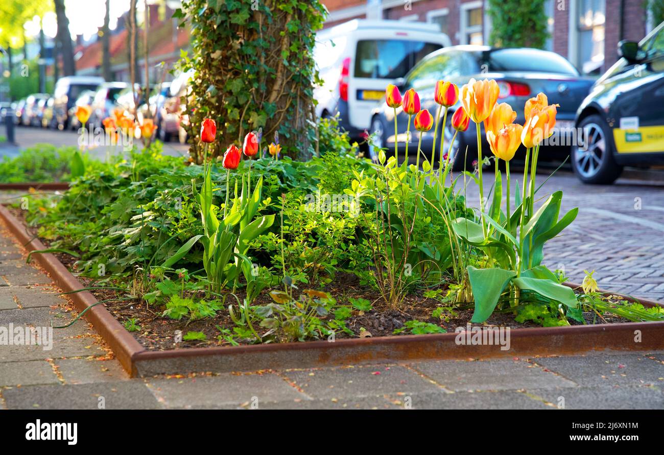 Piccoli giardini della città intorno ai piedi di un albero. Giardino del tronco dell'albero per conto dell'ambiente urbano e dell'adattamento di clima nella città di Groningen. Foto Stock