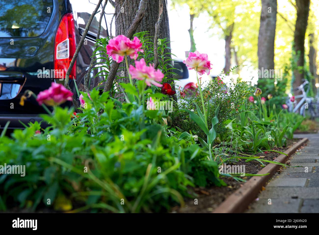Piccoli giardini della città intorno ai piedi di un albero. Giardino del tronco dell'albero per conto dell'ambiente urbano e dell'adattamento di clima nella città di Groningen. Foto Stock