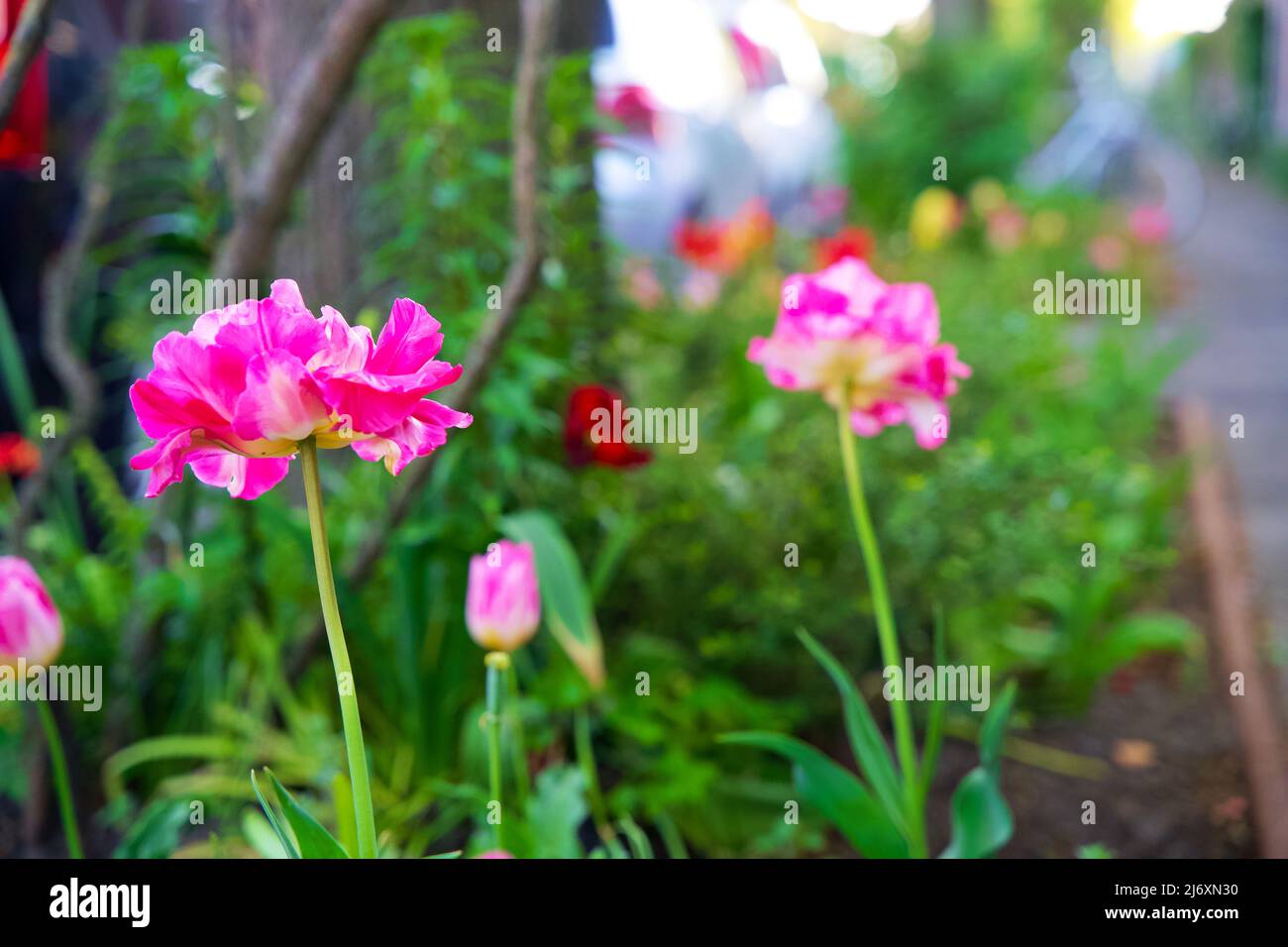Piccoli giardini della città intorno ai piedi di un albero. Giardino del tronco dell'albero per conto dell'ambiente urbano e dell'adattamento di clima nella città di Groningen. Foto Stock