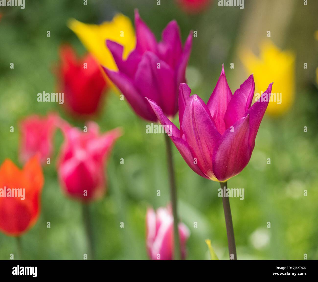 Tulipa "Purple Dream" si apre sotto il sole primaverile. Foto Stock