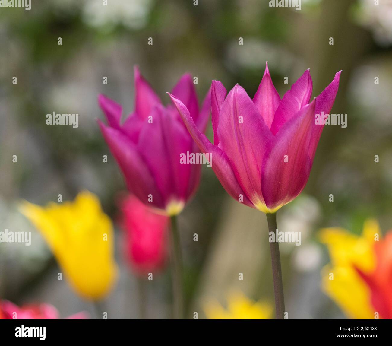 Tulipa "Purple Dream" si apre sotto il sole primaverile. Foto Stock