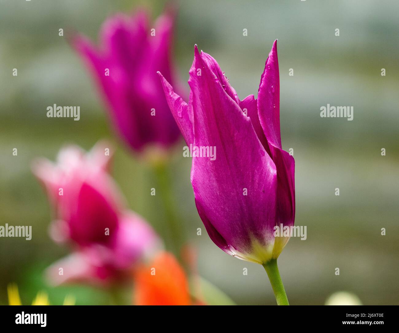 Tulipa "Purple Dream" da vicino. Un tulipano di giglio viola con centro giallo. Foto Stock