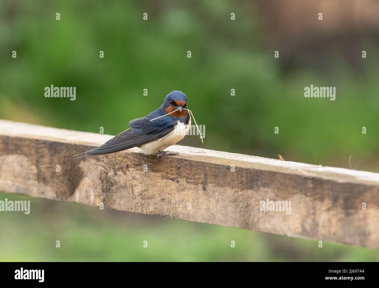 Un fienile inghiottito (UK) su una recinzione di legno che tiene il materiale nidificante in esso è becco. L'immagine presenta uno spazio negativo intorno all'uccello. Foto Stock