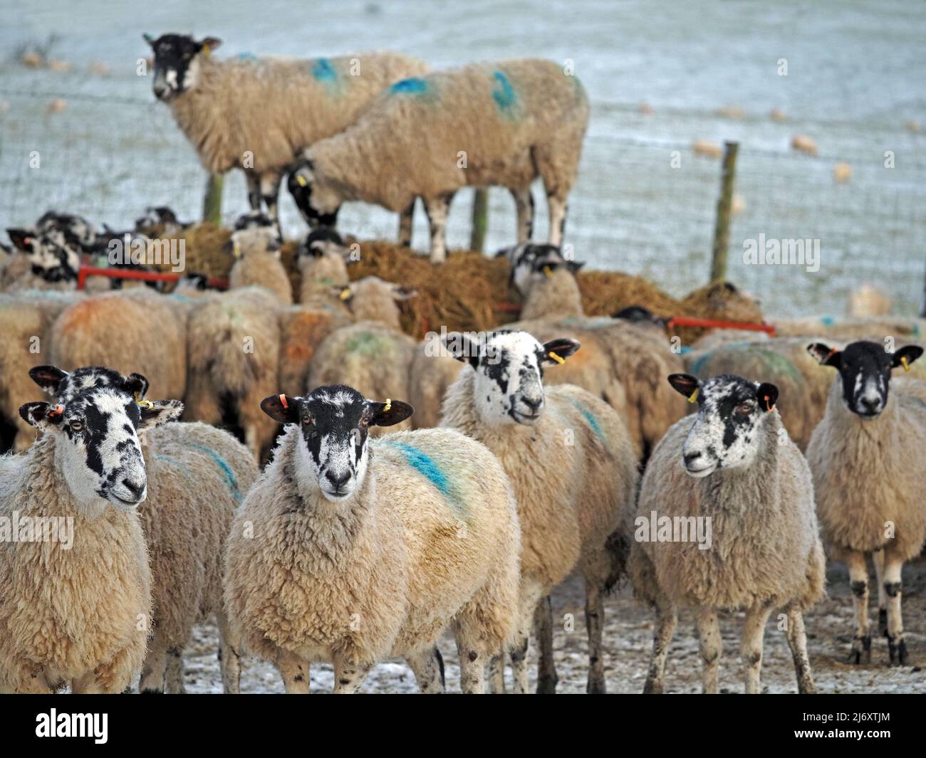 Pecore in gregge circondano stazione di alimentazione in inverno, ma due ottenere vantaggio da salire in cima, in Cumbria, Inghilterra, Regno Unito Foto Stock