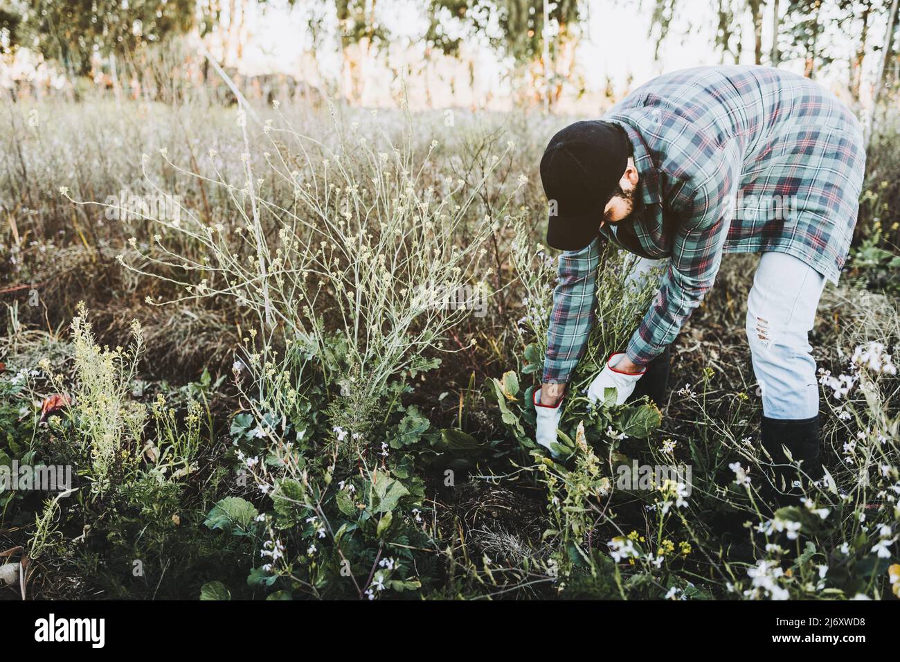 Giovane contadino latino che sara con guanti da giardinaggio nel mezzo della piantagione. Sostenibilità agricola. Foto Stock