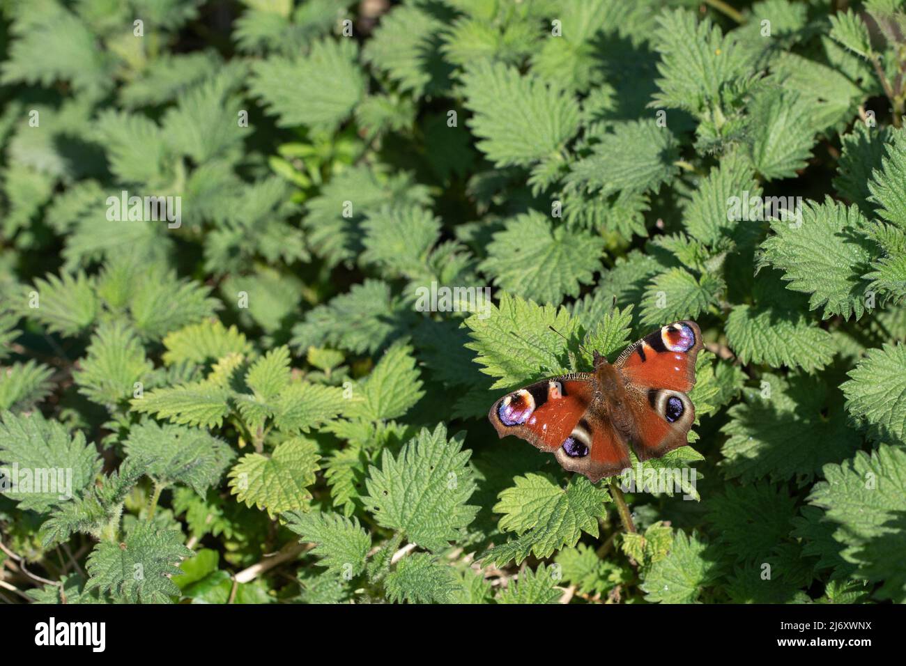 Peacock Butterfly (Aglais io) al sole, Hertfordshire, Regno Unito Foto Stock