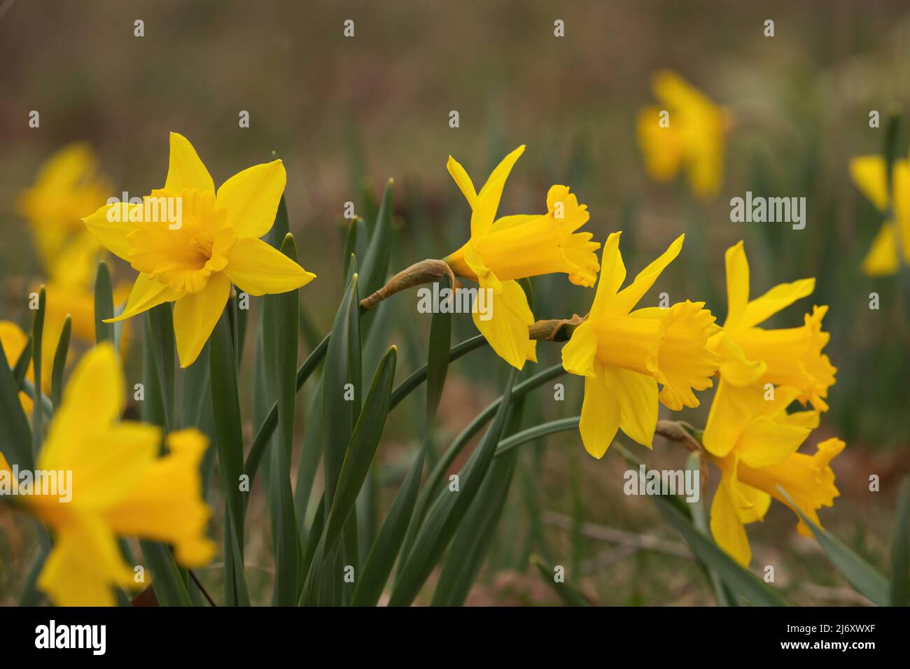 Focus su Gruppo di Tromba giallo Daffodils in giardino in primavera con bokeh cremoso Foto Stock