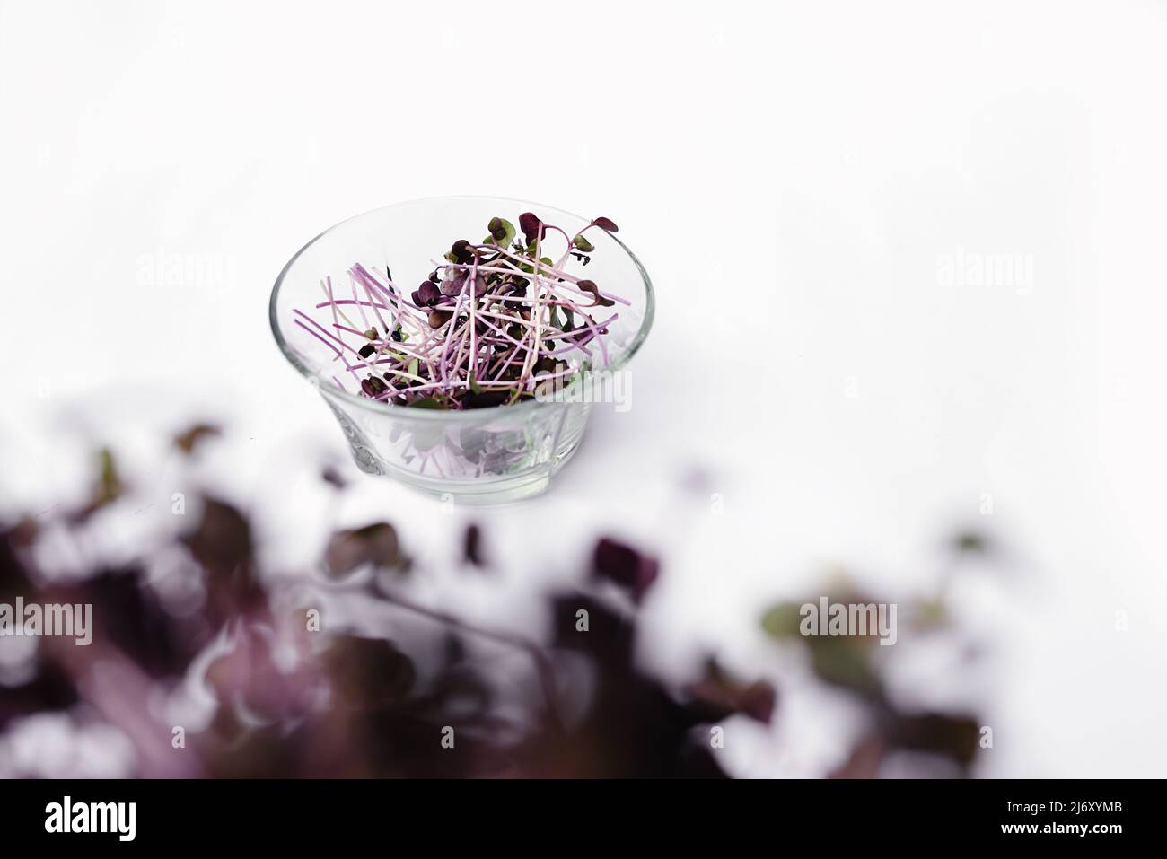 Germogli di rafano Microgreen con fuoco selettivo morbido in una piastra trasparente su sfondo bianco. Foglie verdi e steli viola. Germinazione di semi a casa per una dieta sana. Spazio copia. Foto Stock