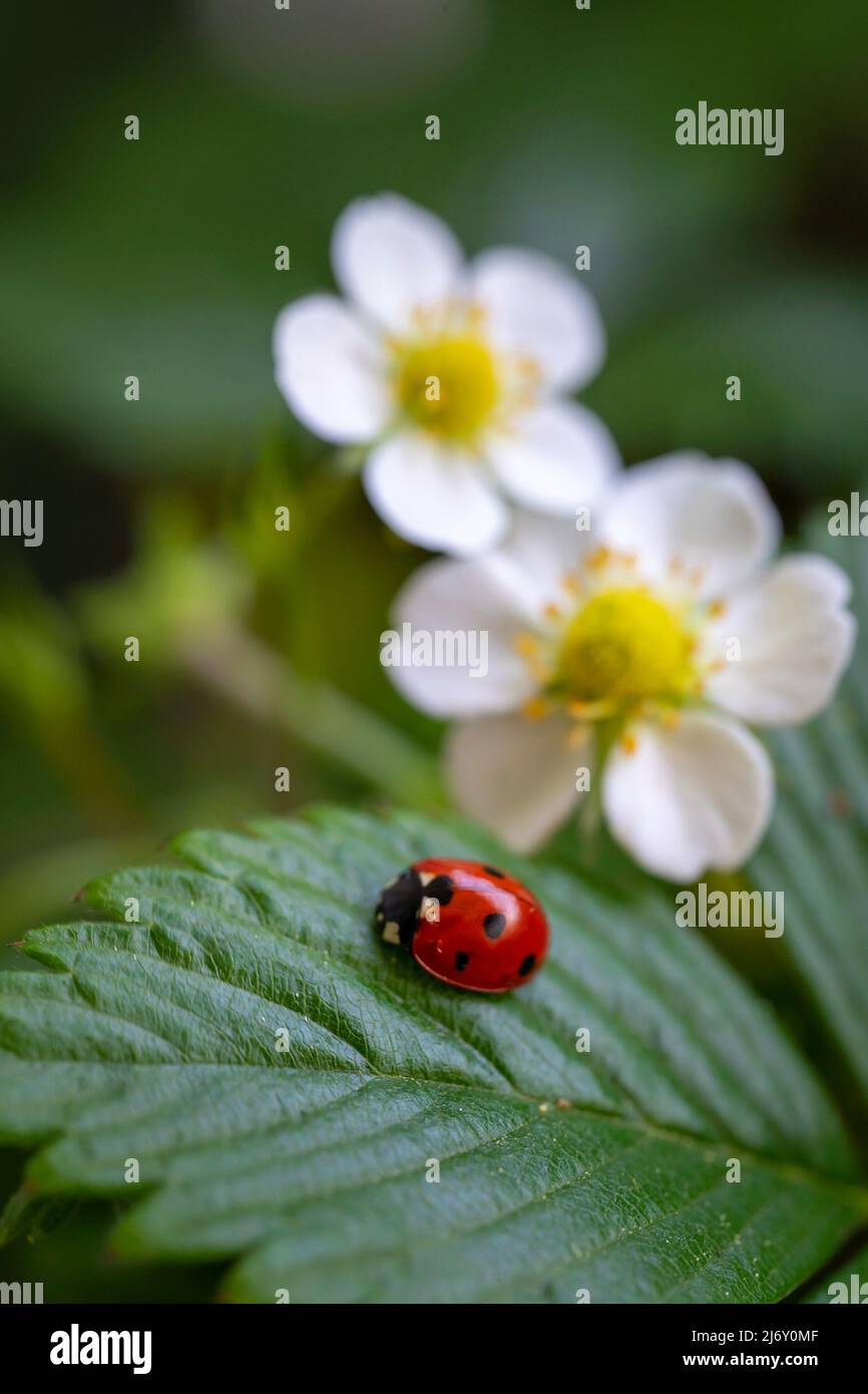 Insetto di Ledybug su foglia verde di fragola. Concetto estivo. Sfondo della natura. Scatto macro Foto Stock