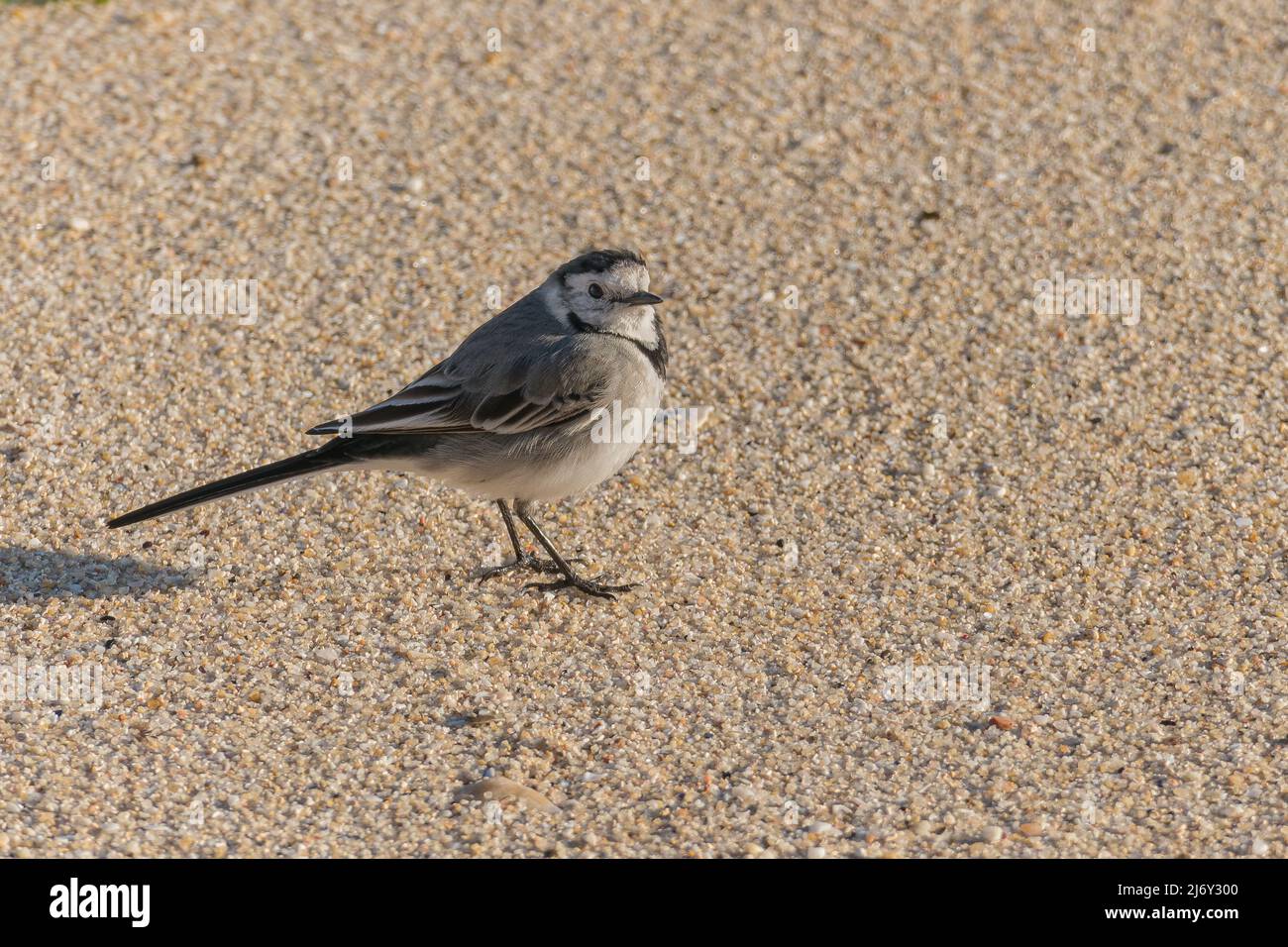 uccello di wagtail in piedi sulla sabbia della spiaggia in primavera all'aperto con la luce del sole Foto Stock