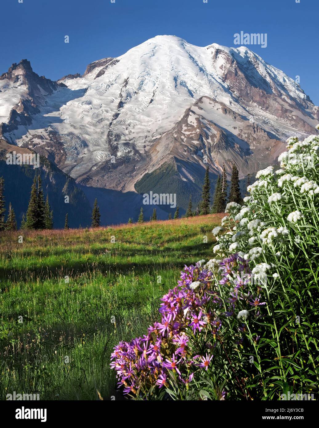 Mt. Rainier da Yakima Park, Mt. Rainier National Park, Washington Foto Stock