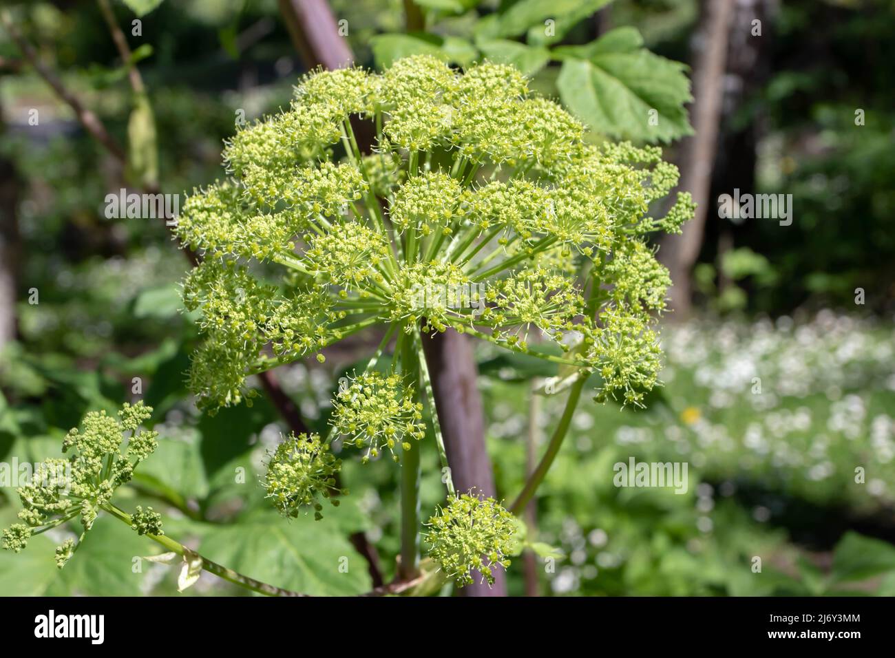 Angelica archangelica, giardino angelica, sedano selvatico, o pianta angelica norvegese con infiorescenze globulari di piccoli fiori giallastri Foto Stock