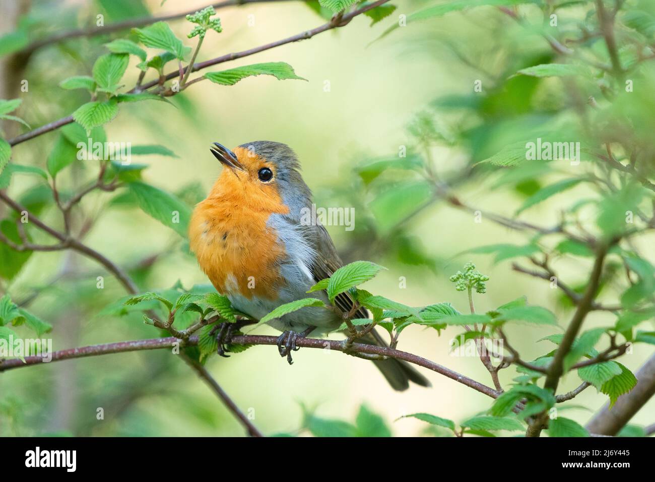 Robin 'displaying' o postura territoriale con puffed out petto che oscura da un lato all'altro - UK Foto Stock