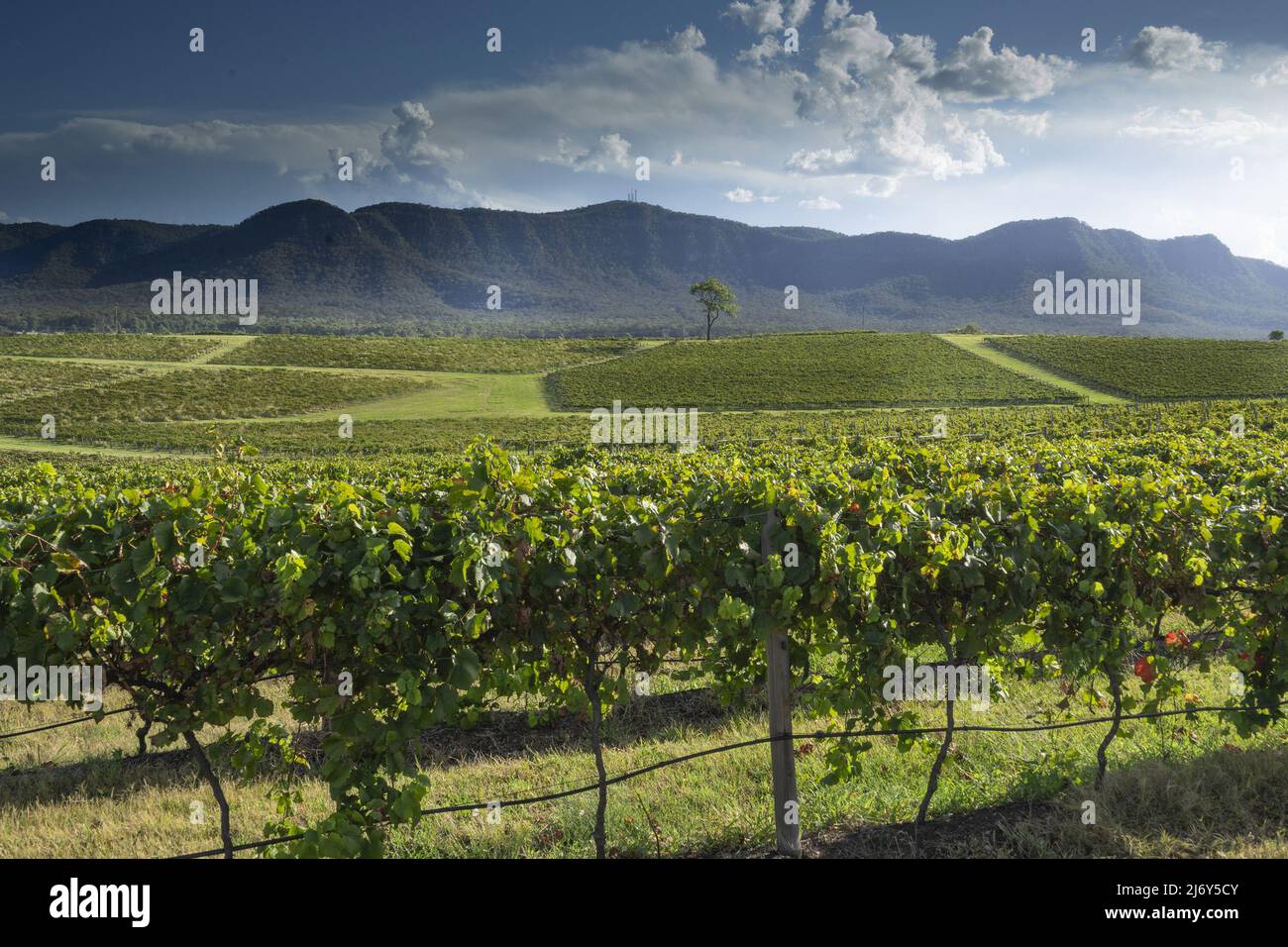 Vitigni d'uva alla luce del tardo pomeriggio con i Monti Watagan in lontananza. Vicino a Cessnock, Hunter Valley, New South Wales, Australia Foto Stock