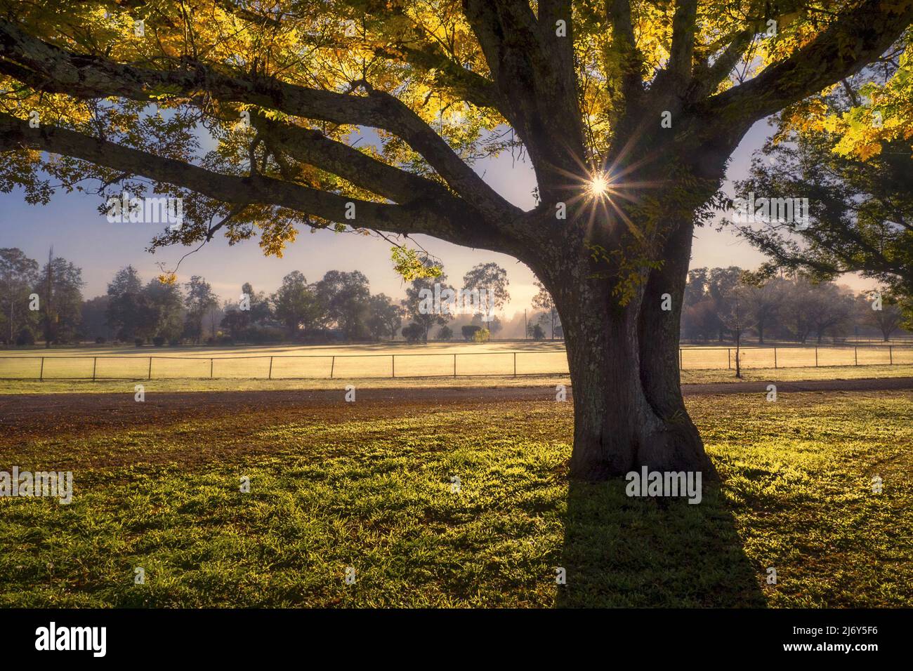 L'alba d'inverno mostra attraverso l'albero al bordo del parco pubblico. Gloucester, Hunter Valley, New South Wales, Australia Foto Stock