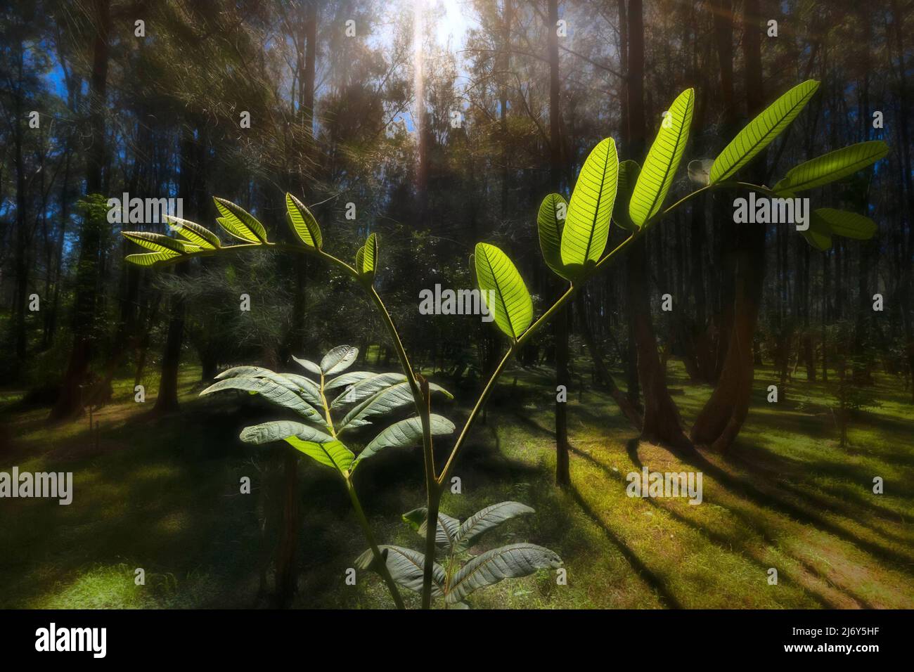 Tamarindo nativo (Diploglottis australis), una pianta della foresta pluviale che si trova lungo la costa orientale del nuovo Galles del Sud. Foto Stock