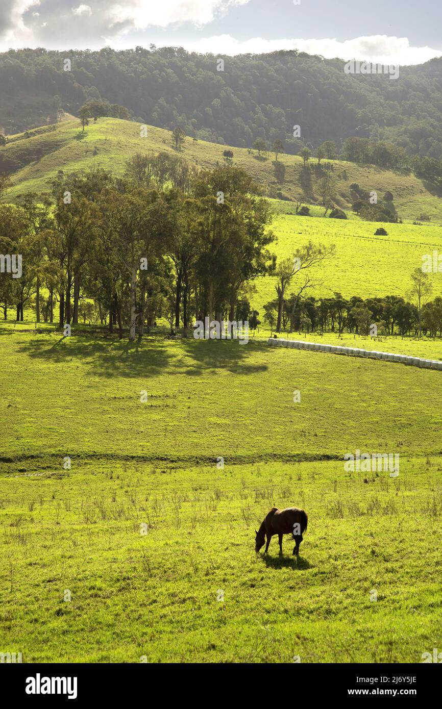 Scena rurale con pascolo a cavallo in primo piano e colline che si innalzano oltre. Vicino a Stroud, nuovo Galles del Sud, Australia Foto Stock