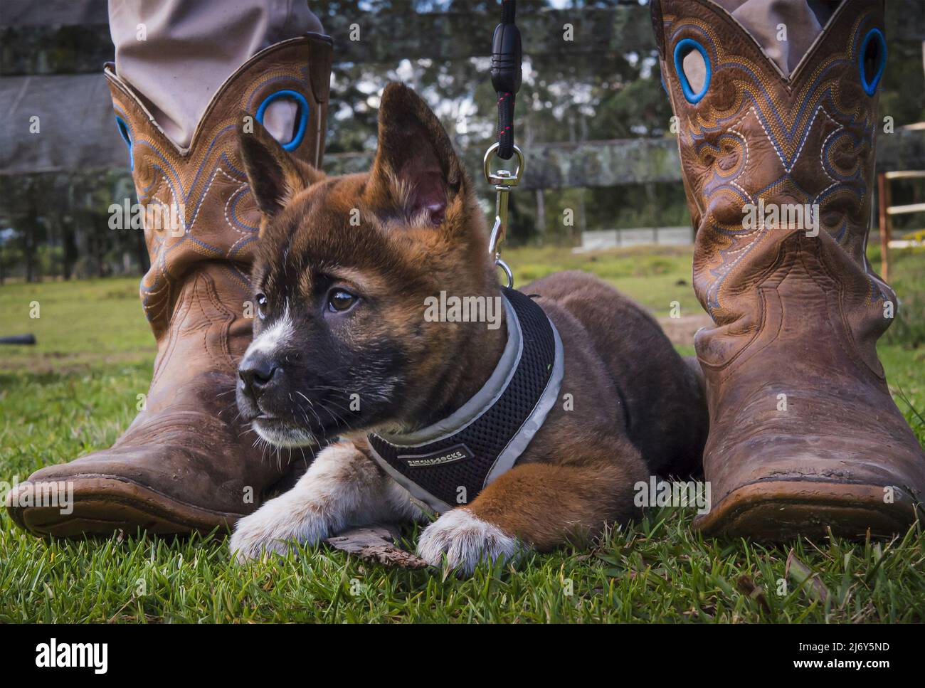 Cucciolo di cane funzionante, prevalentemente dingo poggiato tra gli stivali del suo proprietario. Mandalong, nuovo Galles del Sud, Australia Foto Stock