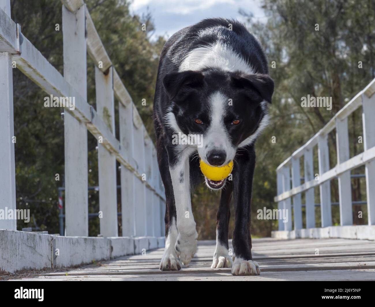 Collie bordo bianco e nero che cammina attraverso un ponte piedi con una palla in bocca. Foto Stock