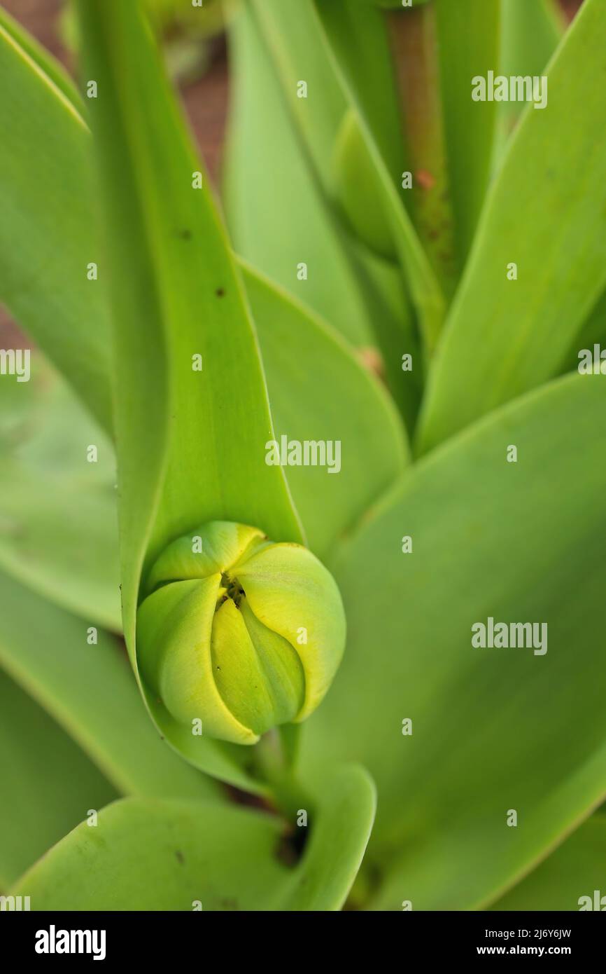 Primo piano Macro di Green Tulip Bud in Sping in Garden Foto Stock