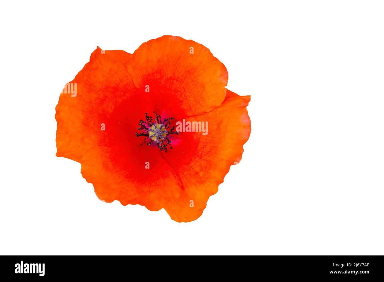 Papaver roeas, nomi comuni sono comuni o ​corn papavero, mais rosa, campo papavero, Fiandre papavero, e papavero rosso, isolato su sfondo bianco Foto Stock