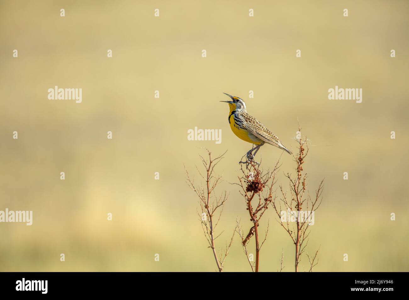 Western Meadowlark uccello cinguettio mentre si siede su un arbusto prateria Foto Stock