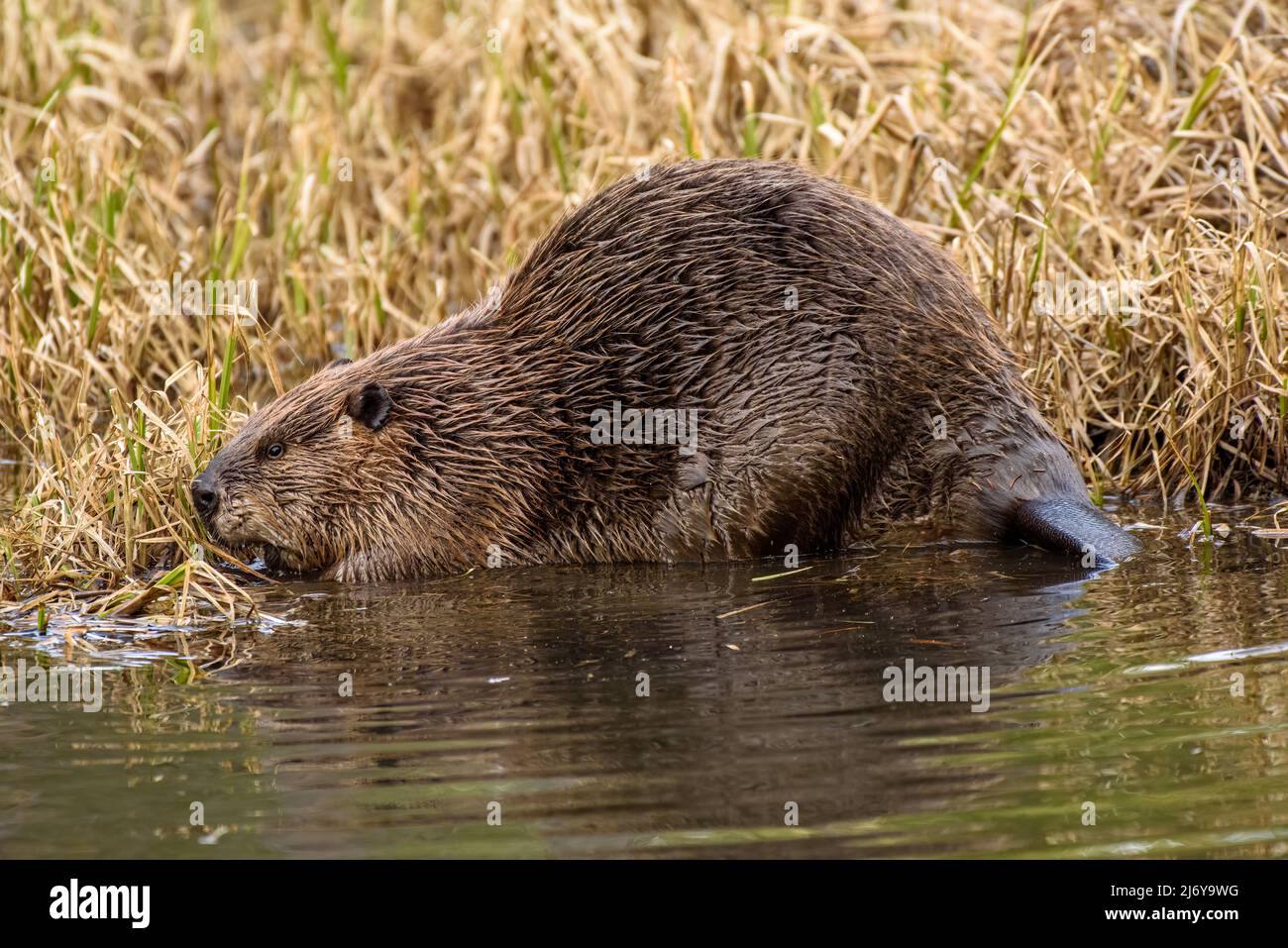 Una grande castor canadensis masticare sul bordo erboso dell'acqua Foto Stock