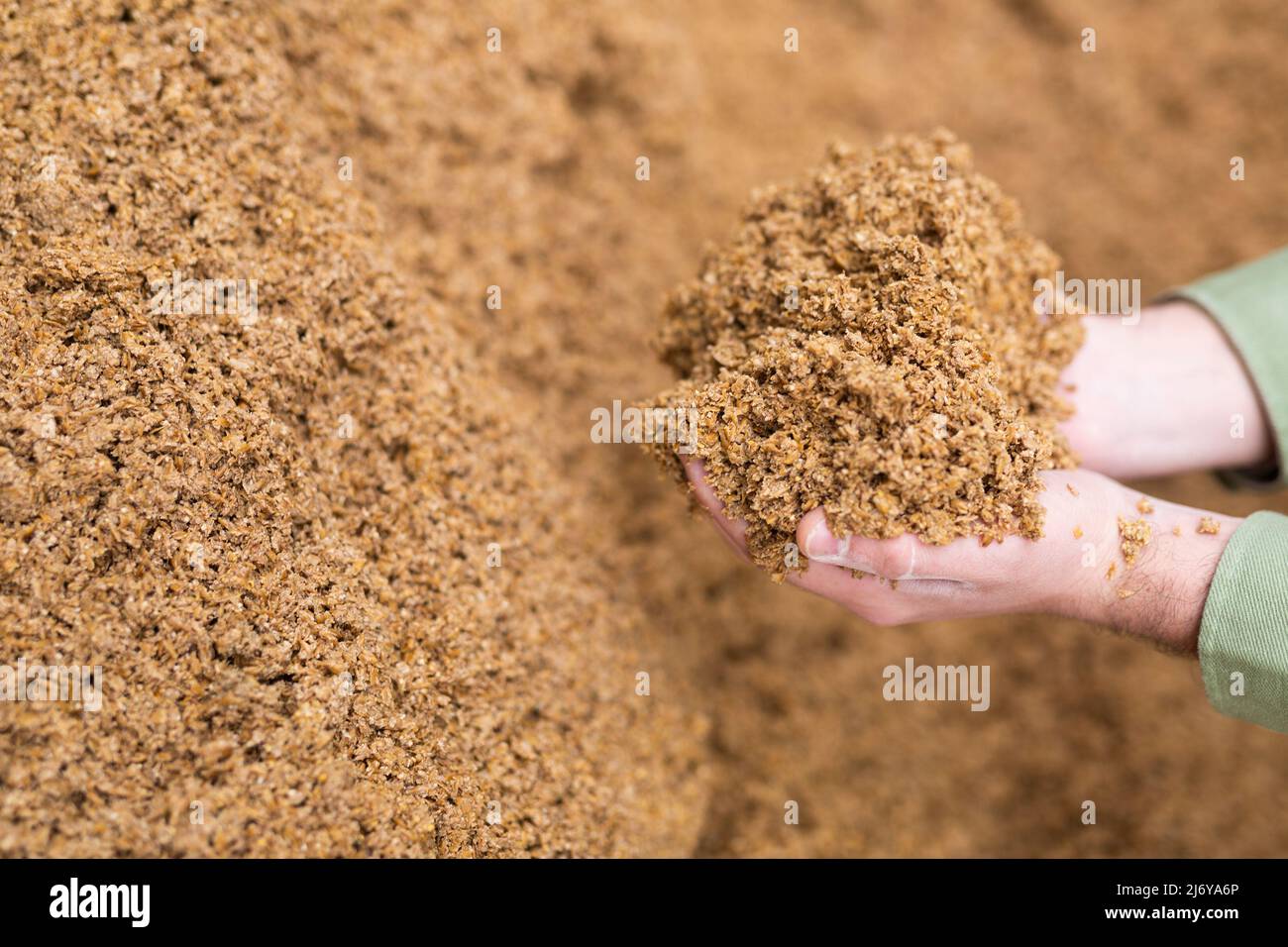 Mani di contadini maschi che detengono una manciata di chicchi di birra Foto Stock