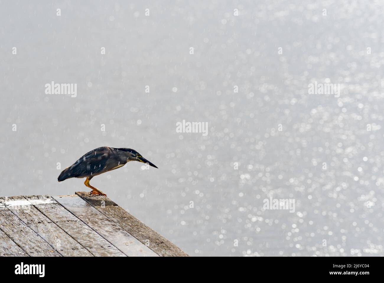 Un Erone striato (Butorides striata) anche, airone di mangrovie, airone piccolo o airone verde-sostenuto si erge sul bordo di un molo a Sydney, Australia Foto Stock