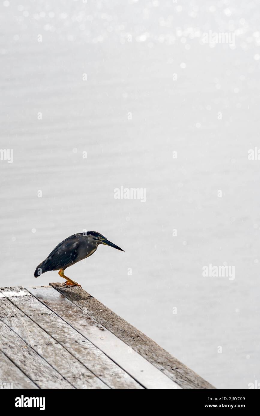 Un Erone striato (Butorides striata) anche, airone di mangrovie, airone piccolo o airone verde-sostenuto si erge sul bordo di un molo a Sydney, Australia Foto Stock