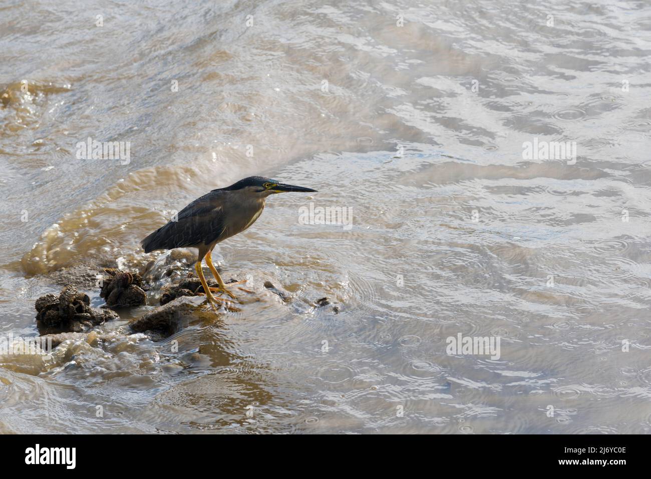 Un airone striato (Butorides striata) anche, airone di mangrovie, airone piccolo o airone verde-sostenuto si erge vicino alla riva nel porto di Sydney, Australia Foto Stock