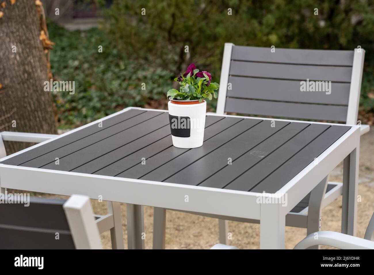 Pianta in vaso su un tavolo da giardino. Pentola bianca con un fiore viola all'aperto in una caffetteria. Ambiente rilassante luogo per calmarsi in un giardino. Foto Stock