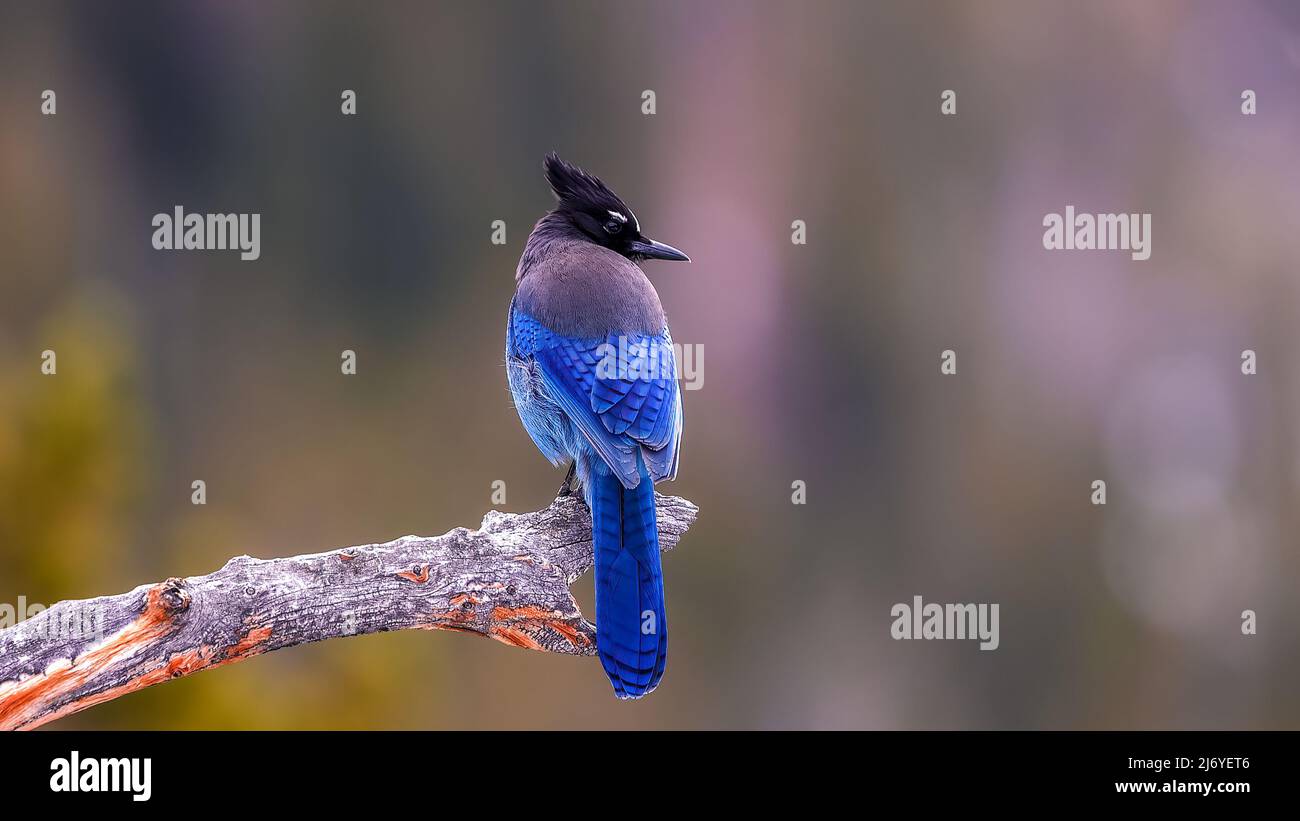 Primo piano di un vivace uccello di colore blu Steller's Jay (Cyanocitta stelleri) arroccato sul ramo dell'albero. Lungo crosted jay di montagna o jay di pino, posteriore Foto Stock