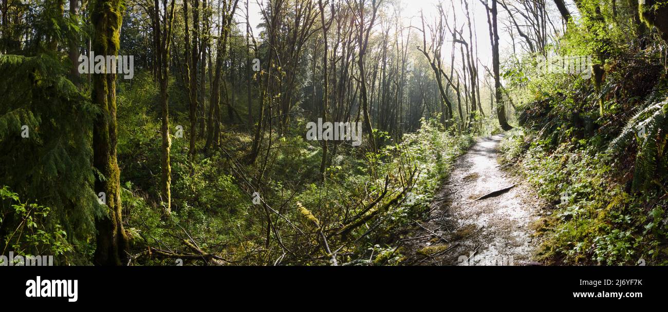 Un bel sentiero si snoda attraverso alberi rigogliosi, felci e altre vegetazione nel panoramico Forest Park, Northwest Portland, Oregon. Foto Stock