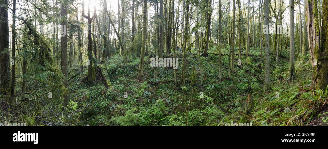 Verdi, alberi coperti di muschio, felci e altra vegetazione prospera nel Forest Park a Northwest Portland, Oregon. Si tratta di una splendida area urbana per escursioni. Foto Stock