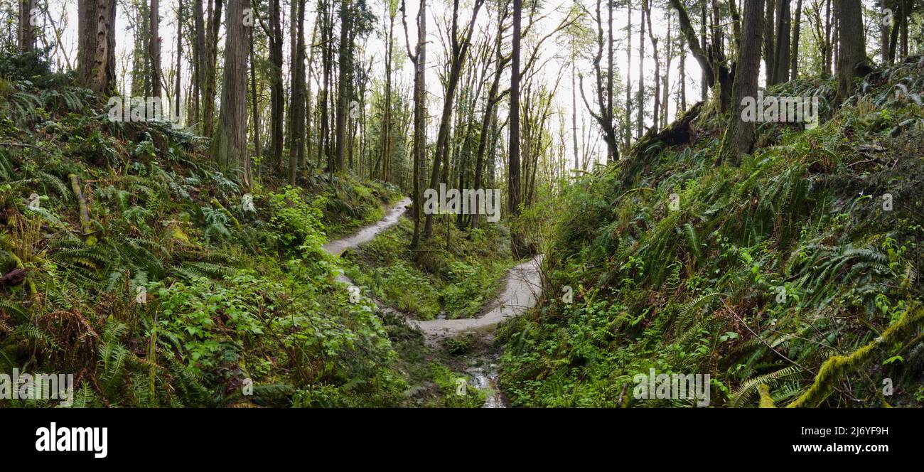 Un bel sentiero si snoda attraverso alberi rigogliosi, felci e altre vegetazione nel panoramico Forest Park, Northwest Portland, Oregon. Foto Stock
