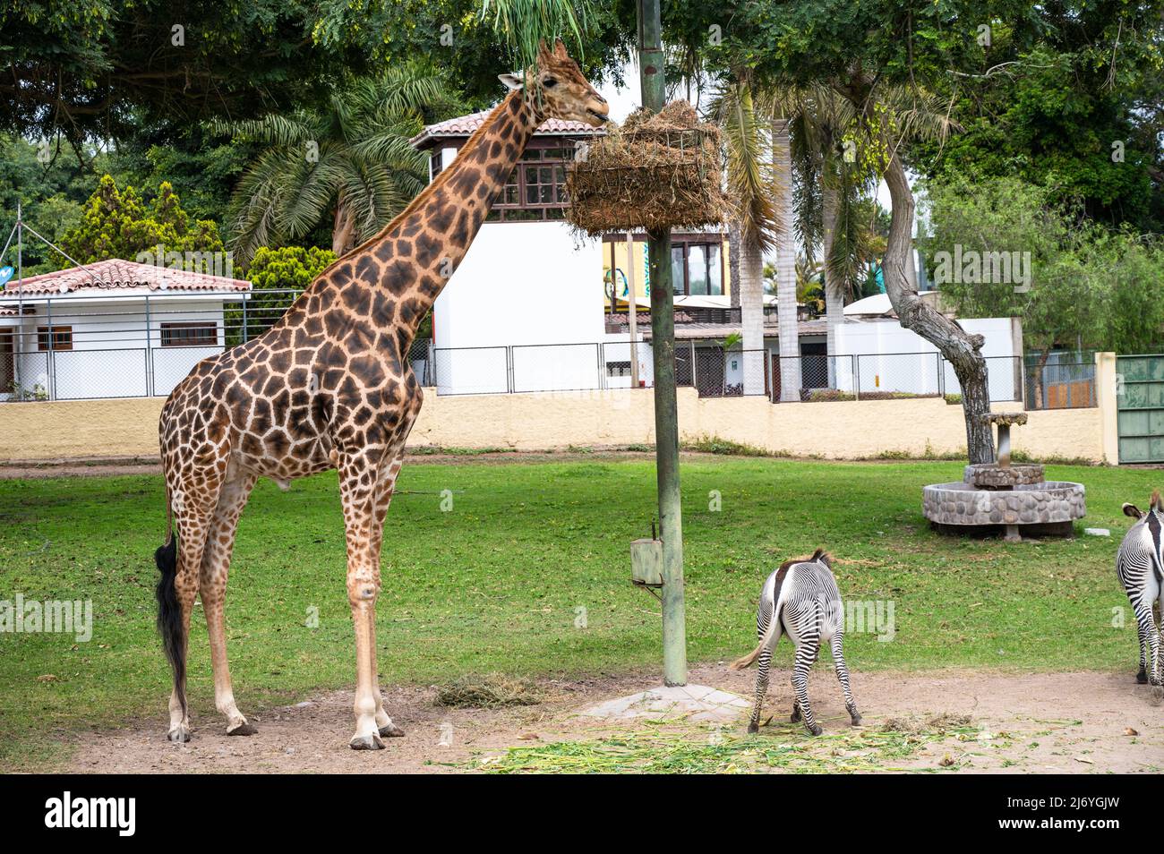 Giraffe selvatiche e zebre che mangiano insieme in un recinto animale Foto Stock