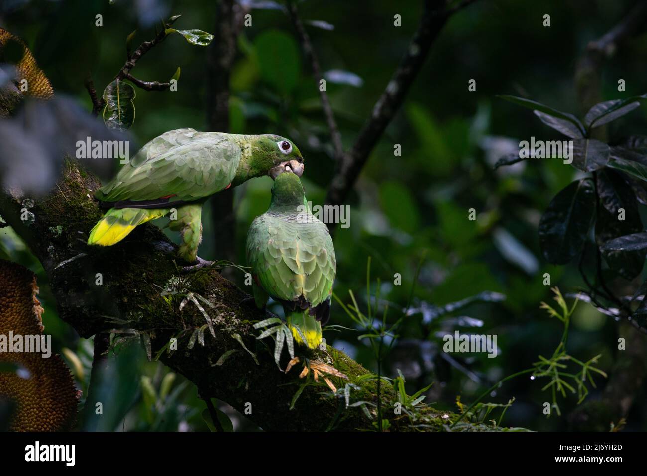 Un Parrot Mealy (Amazonfarinosa) che alimenta il suo pulcino nella foresta pluviale atlantica del Brasile se Foto Stock