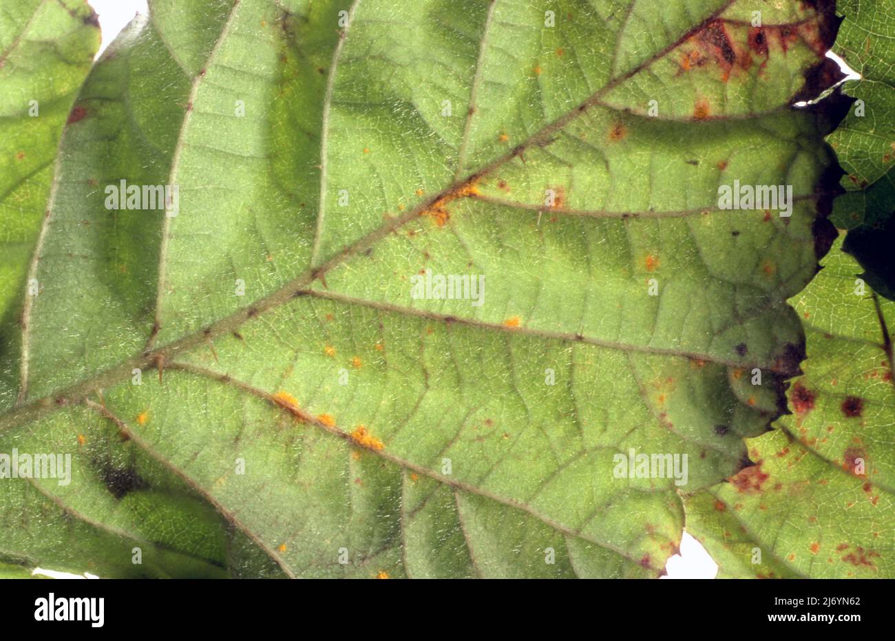 PRIMO PIANO DI RUGGINE (PHRAGMIDIUM RUBI-IDAEI) PUSTOLE ARANCIONI SULLE FOGLIE DI UNA PIANTA DI LAMPONI. Foto Stock