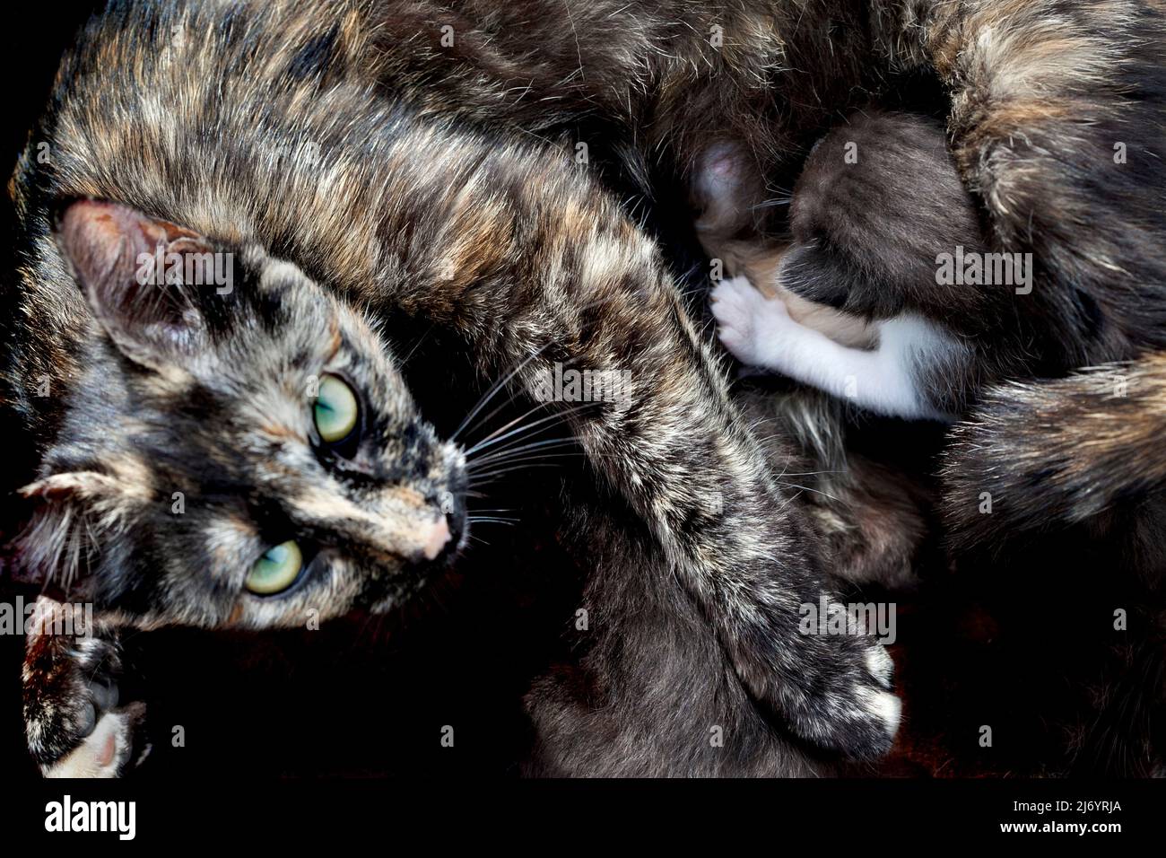 Giovane madre gatto nutrirsi i suoi gattini. Foto Stock