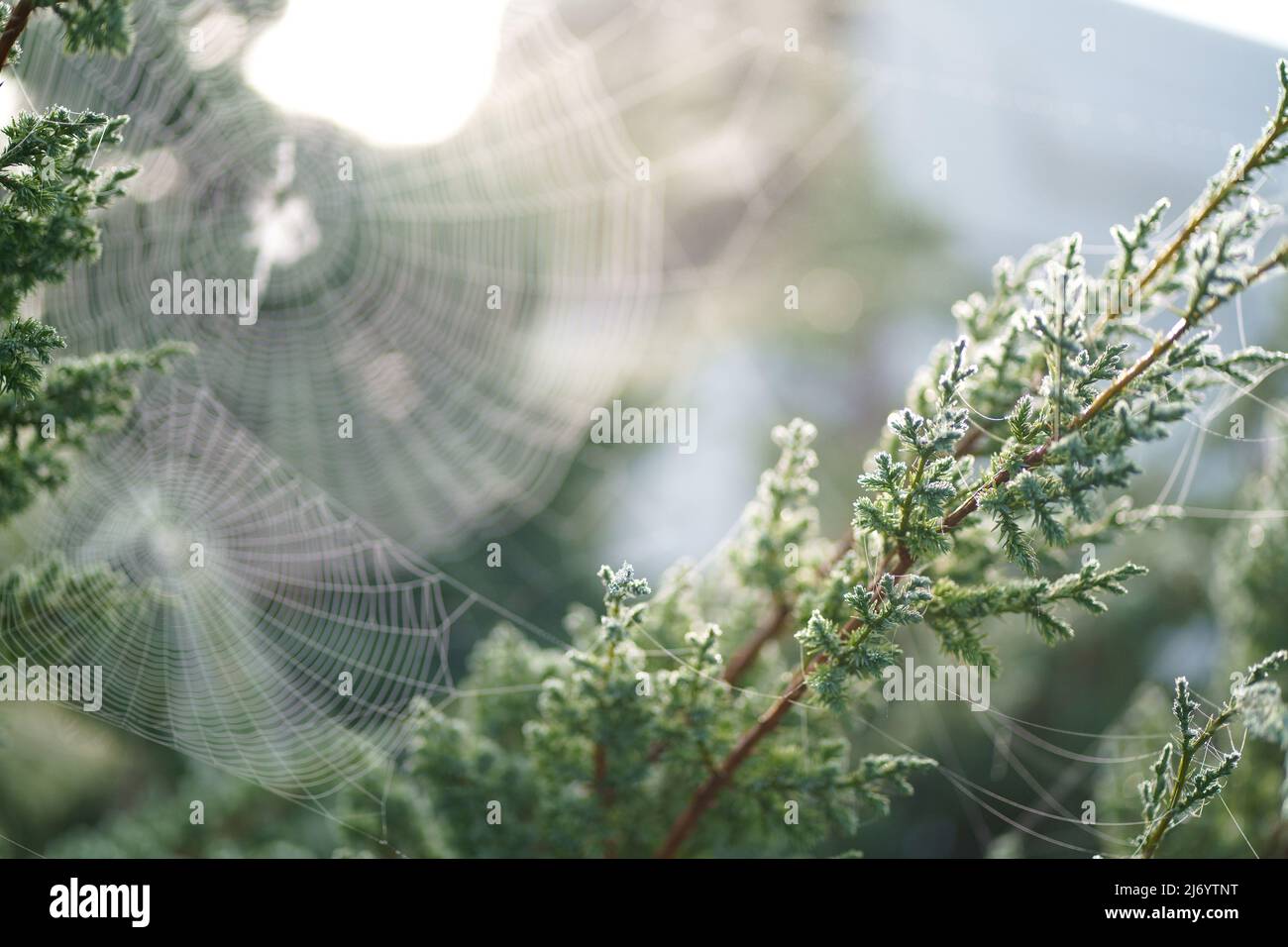 Gocce di rugiada sul web.View rami di pino con gocce di rugiada Foto Stock