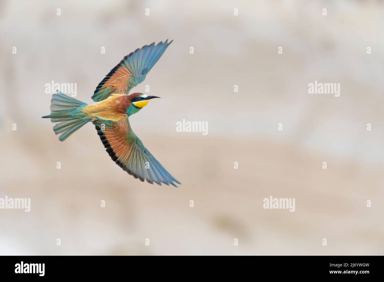 L'incredibile mangiatore di api in volo, ritratto d'arte (Merops apiaster) Foto Stock